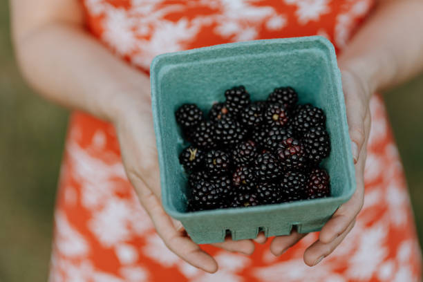 istock Picking Blackberry at the organic farm 1264879491