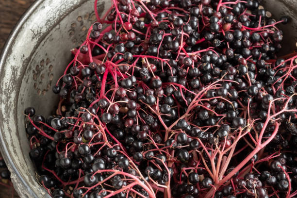 istock Closeup of black elder berries 1264882281