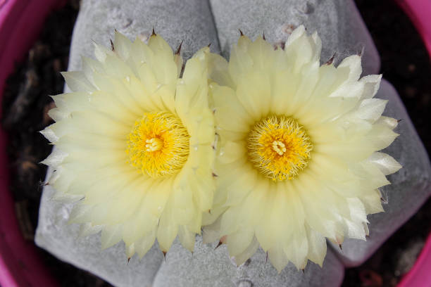 istock Texture of two yellow cactus flowers 1264882372