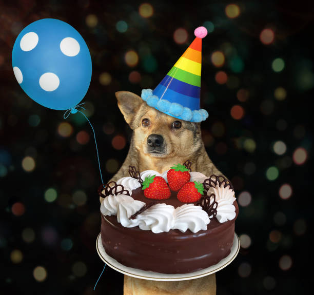 istock Dog carries chocolate cake 1264883442