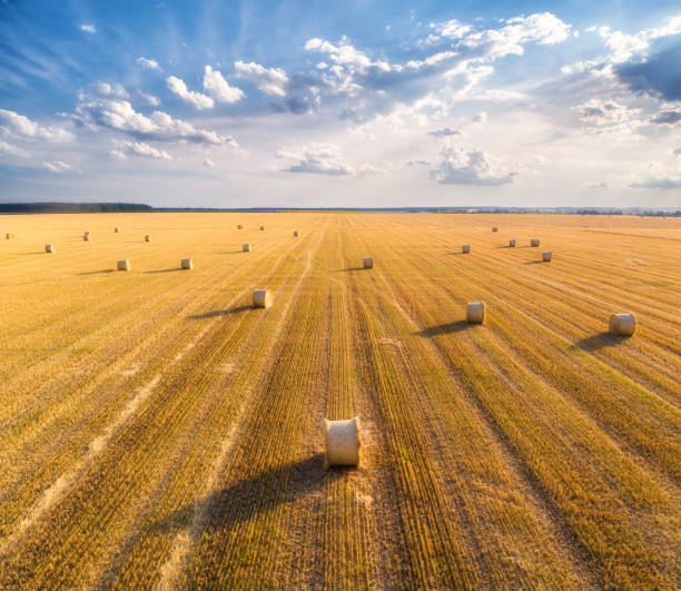 夏の日没時の干し草のベールの空中写真。干し草のスタックのトップビュー。農業。干し草ロールで収穫後のフィールド。農地、わら、牧草地のある風景。穀物の収穫, 黄色い小麦を収穫 - round bale ストックフォトと画像