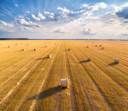 Straw bales in field, South Dakota, USA