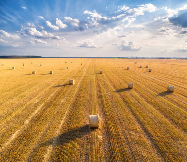 Aerial view of hay bales at sunset in summer. Top view of hay stacks. Agriculture. Field after harvest with hay rolls. Landscape with farm land, straw and meadow. Grain crop, harvesting yellow wheat Aerial view of hay bales at sunset in summer. Top view of hay stacks. Agriculture. Field after harvest with hay rolls. Landscape with farm land, straw and meadow. Grain crop, harvesting yellow wheat rolling field stock pictures, royalty-free photos & images