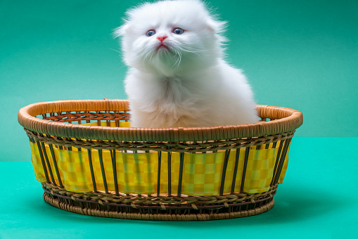 Newborn White Chinchilla Kitten in basket\n\n(Birth date: 12/07/2020 16:30)