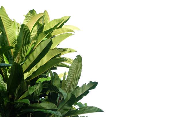 istock Tropical elephant apple tree with leaves branches on white isolated background for green foliage backdrop 1264886497