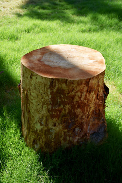 istock Coffee table from tree stump in the garden 1264887599