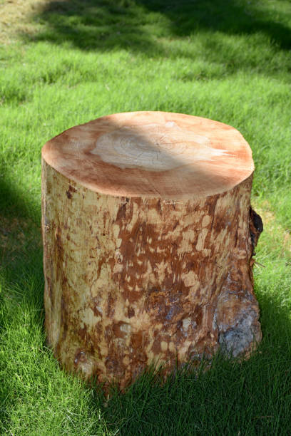 istock Coffee table from tree stump in the garden 1264887668