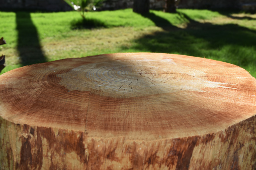 Coffee table from tree stump in the garden