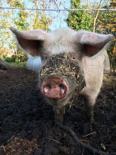 istock Pet love is when you see this gorgeous pig 1264889040