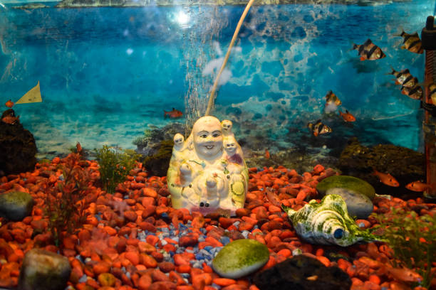 istock Under water in the Aquarium. a view from container at home aquarium. 1264889413