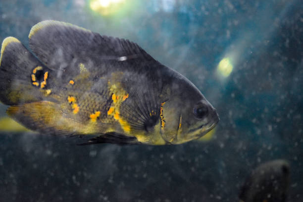 istock Under water in the Aquarium. a view from container at home aquarium. 1264889421
