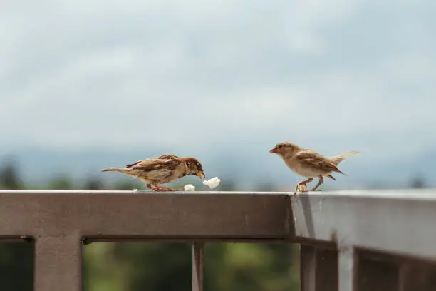 Photo of Little sparrow bird on fance eating, feeding themself, and fighting for bread pieces in a partly cloudy sunny day