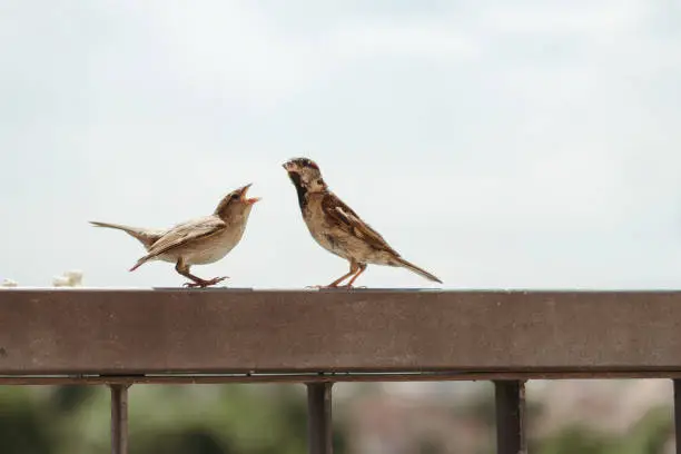 Photo of Little sparrow bird on fance eating, feeding themself, and fighting for bread pieces in a partly cloudy sunny day