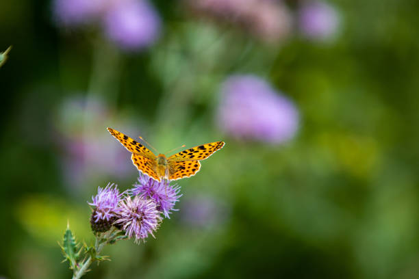 istock Brenthis daphne, the marbled fritillary - Guardarrama, Segovia, Spain. 1264891328