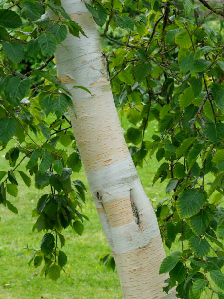 White Himalayan birch bark Beauty in nature betula utilis stock pictures, royalty-free photos & images