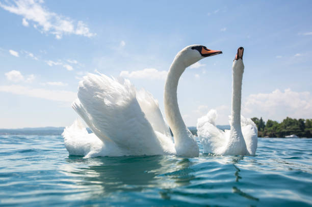 istock two White swans swimming at lake garda 1264891536
