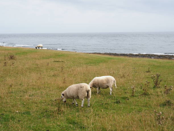 istock Sheep grazing by the sea 1264892605