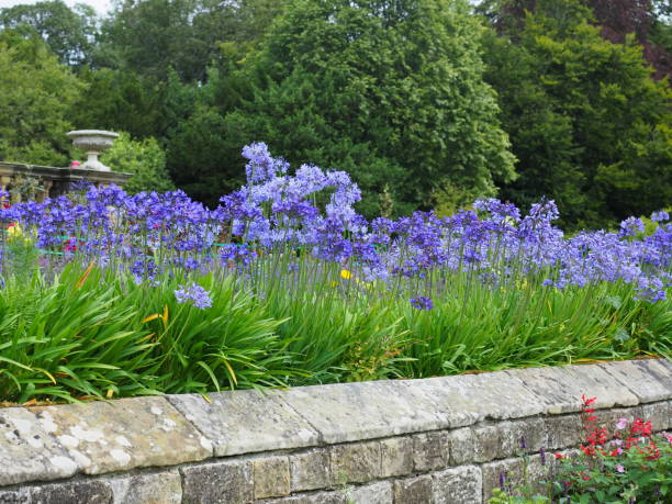 istock Agapanthus blue flowers in formal garden 1264892616