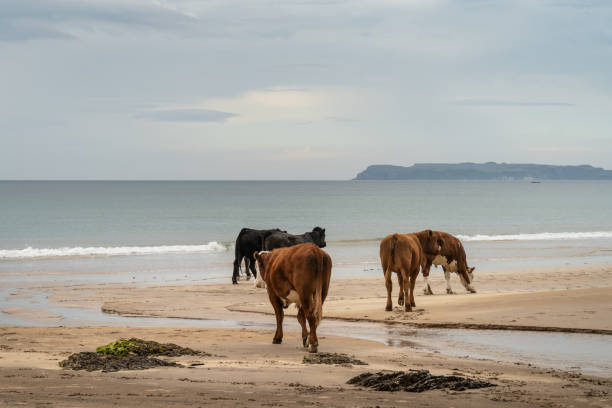 istock Cattle walking on sandy beach with calm sea 1264893580