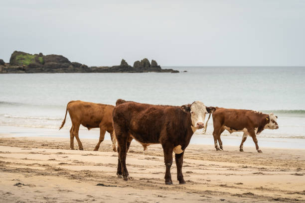 istock Cattle standing on sandy beach with calm sea and distant craggy coastline 1264894700