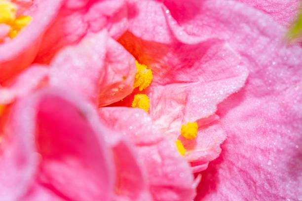 istock macro of pink camellia flower 1264894880