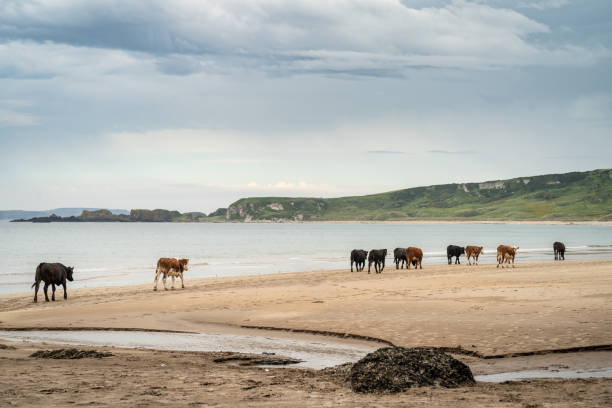 istock Cattle walking on sandy beach with calm sea 1264897583