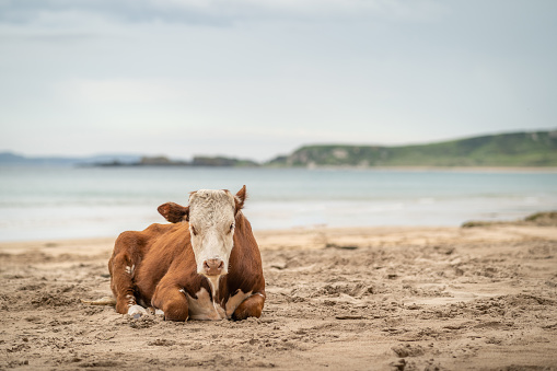 Red and white bullock relaxing on sandy beach on cloudy day, with calm sea, at White Park bay, Northern Ireland, with selective focus