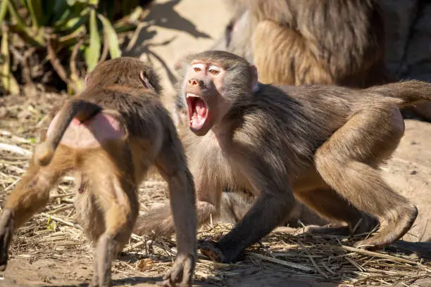 Two adolescent Hamadryas Baboons playfully fighting in the outdoors