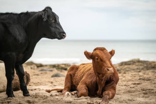 istock Two beef cattle relaxing on sandy beach with calm sea 1264898669