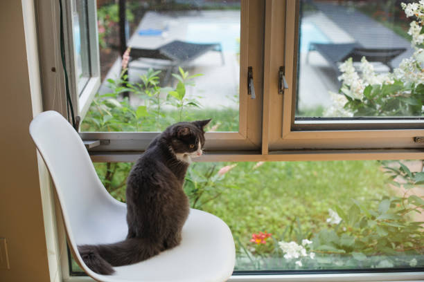 istock Gray cat on a chair looking through a window 1264898716