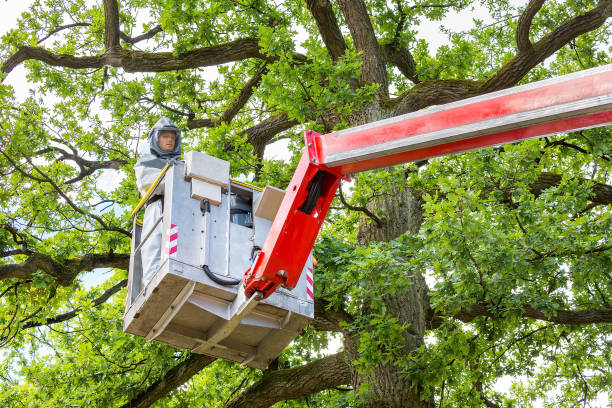 Man fighting oak procession caterpillars in tree Man in protective working clothes removing oak procession caterpillars in aerial platform up in oak tree. This dutch man is going up in a red aerial platform. He has to go up in the oak trees to fight the caterpillars in summer season. caterpillar's nest stock pictures, royalty-free photos & images