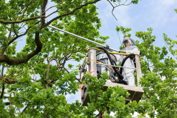 Dutch man fighting procession caterpillars in aerial platform European man in protective workwear removing oak procession caterpillars in aerial platform with vacuum cleaner. This dutch man is high up in a aerial platform. He has to fight the caterpillars in summer season. caterpillar's nest stock pictures, royalty-free photos & images