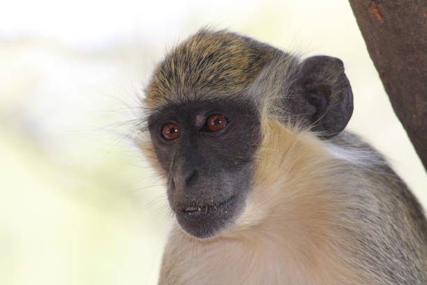 istock Wildlife Guyana and Senegal 1264899560