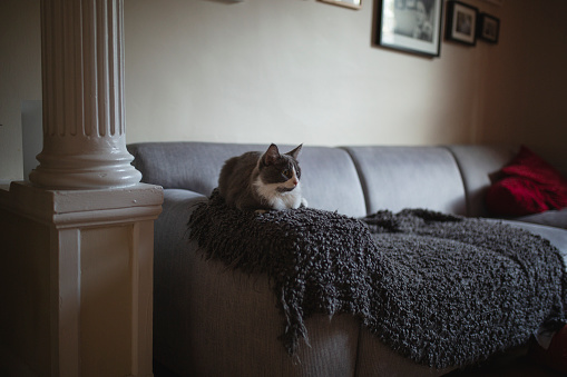 domestic cat, animal, sofa, pets