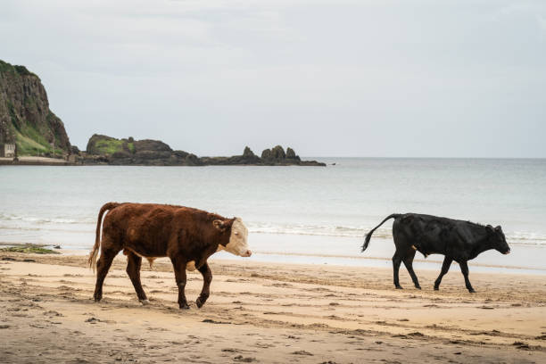 istock Two cattle walking on sandy beach with calm sea 1264899730