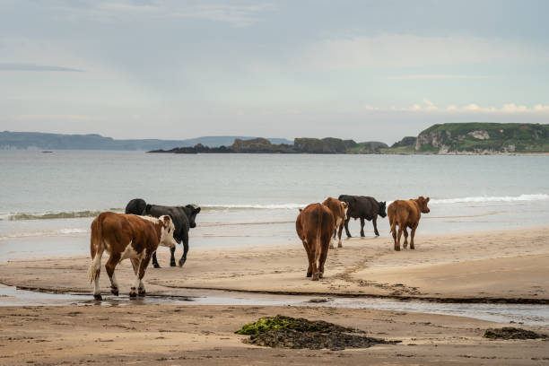 istock Cattle walking on sandy beach with calm sea 1264899765