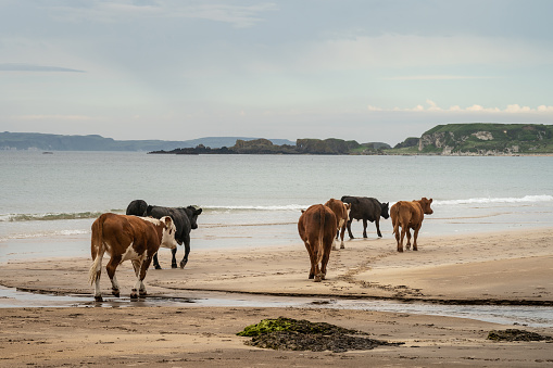 Herd of cattle walking on sandy beach on cloudy day, with calm sea, at White Park bay, Northern Ireland
