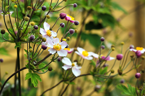 Japanese thimbleweed (Anemone hupehensis) in a garden