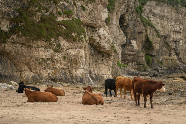 istock Cattle relaxing on sandy beach beside a cliff face 1264900364