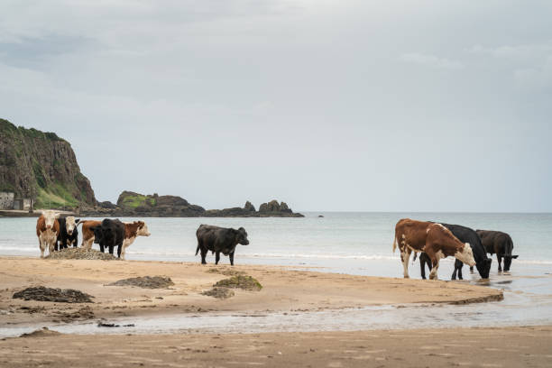 istock Cattle standing on sandy beach with calm sea, drinking from stream 1264900451