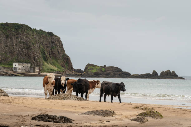 istock Cattle walking on sandy beach with calm sea 1264900481
