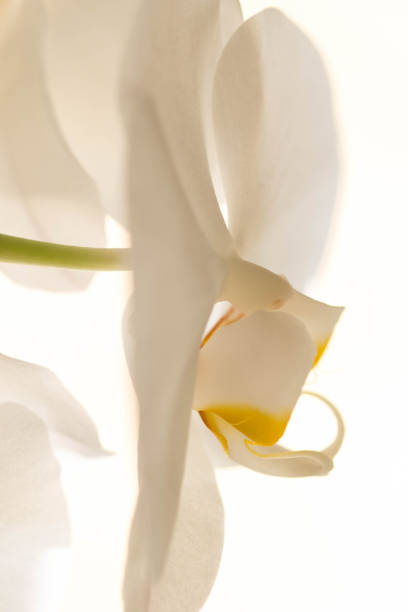 istock Extermely Close Up White Orchid 1264900489