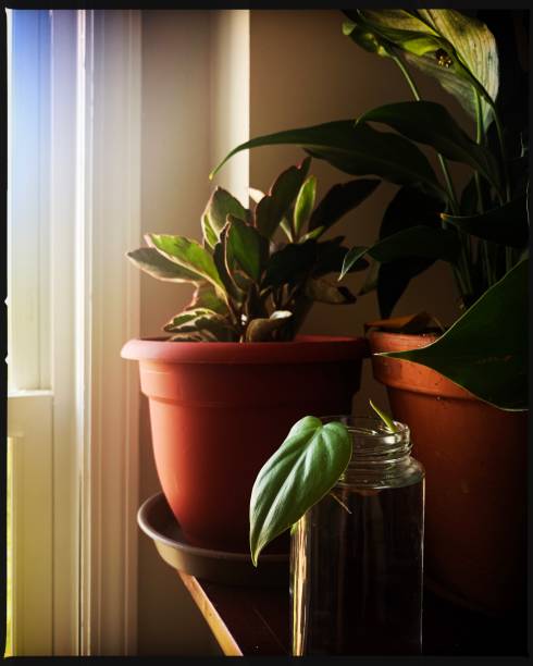istock Indoor Gardening Plants and Cuttings 1264901284