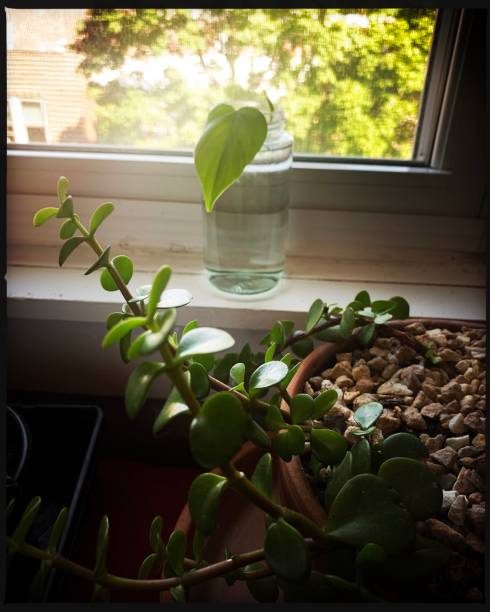 istock Indoor Gardening Plants and Cuttings 1264901291