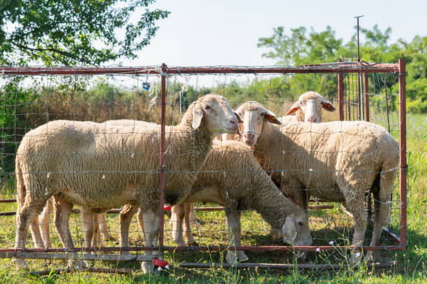istock Group of sheep with ear tags in sheepfold. Sheep graze on the grass 1264902157