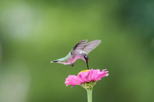 istock Ruby-Throated Hummingbird female on Pink Zinnia green background 1264902172