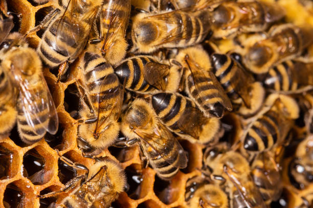 istock Bees on a honeycomb. Bees in the hive 1264902182