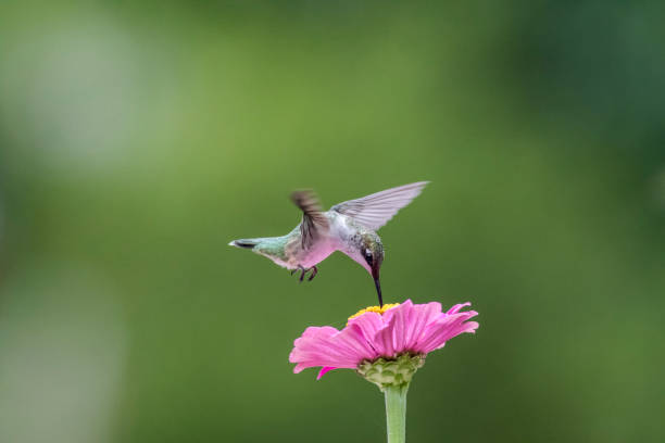istock Ruby-Throated Hummingbird female on Pink Zinnia green background 1264902183