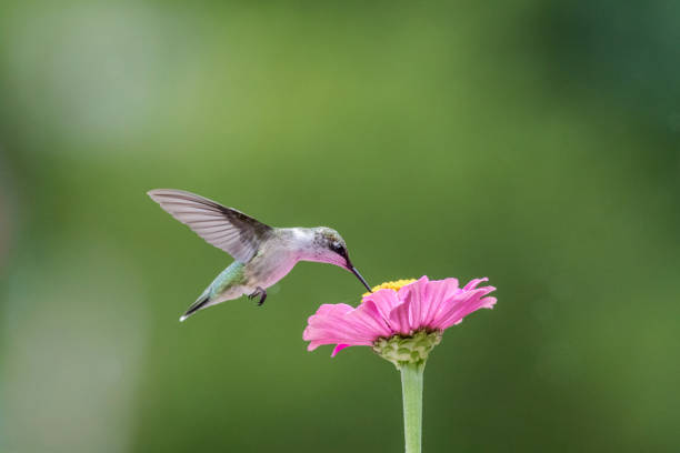 istock Ruby-Throated Hummingbird female on Pink Zinnia green background 1264902189