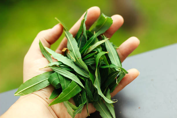 istock Herbal leaves in the hand. 1264906393